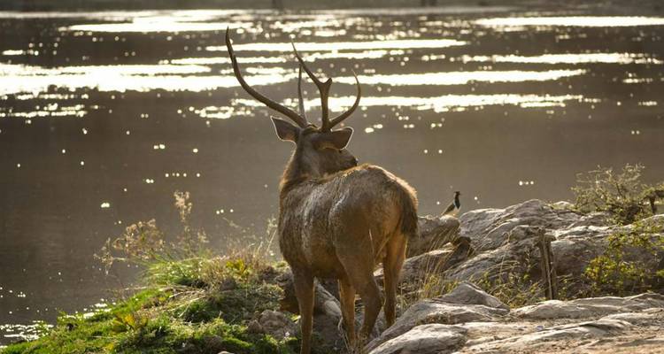 Deer standing near a reflective water body.