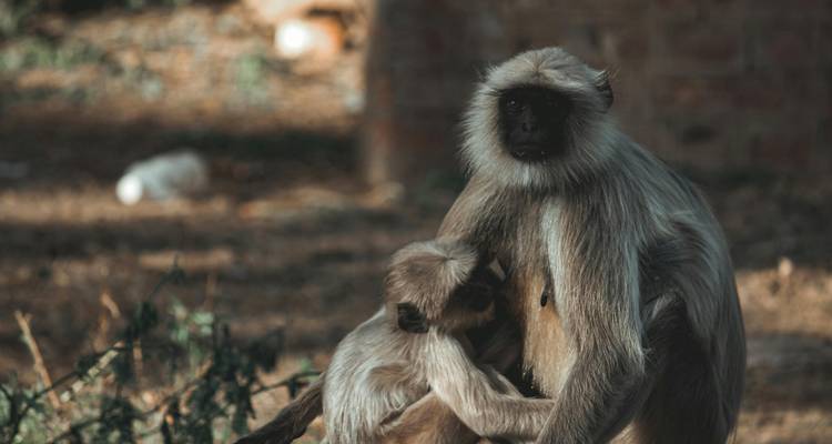 Adult monkey holding a baby monkey in a natural setting.