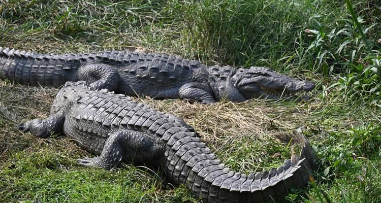 Crocodiles resting on the grass near a water body.