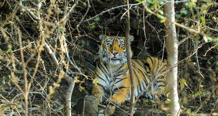 Tiger hiding among the trees, looking alert.