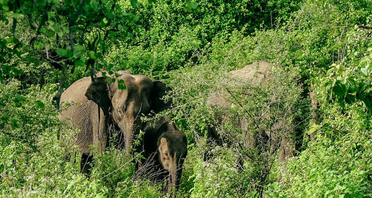 Troupeau d'éléphants camouflés dans un feuillage vert dense.