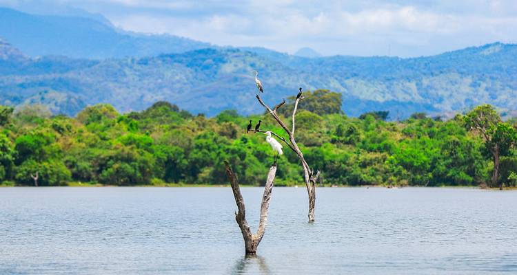 Des oiseaux perchés sur des branches dans un lac avec des montagnes boisées.