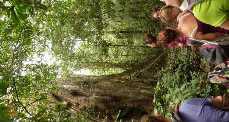 Des gens dans une jungle luxuriante avec un grand arbre.
