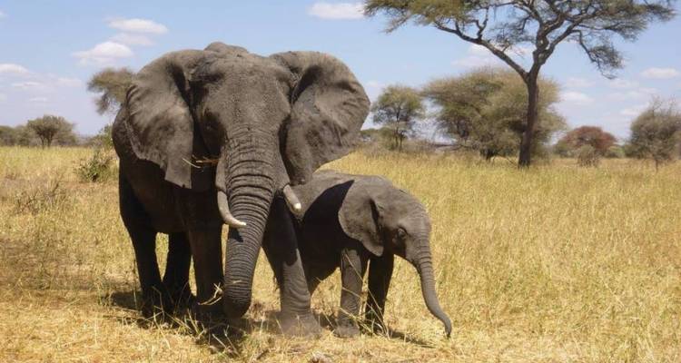 Éléphant adulte et éléphanteau debout dans une savane herbeuse.