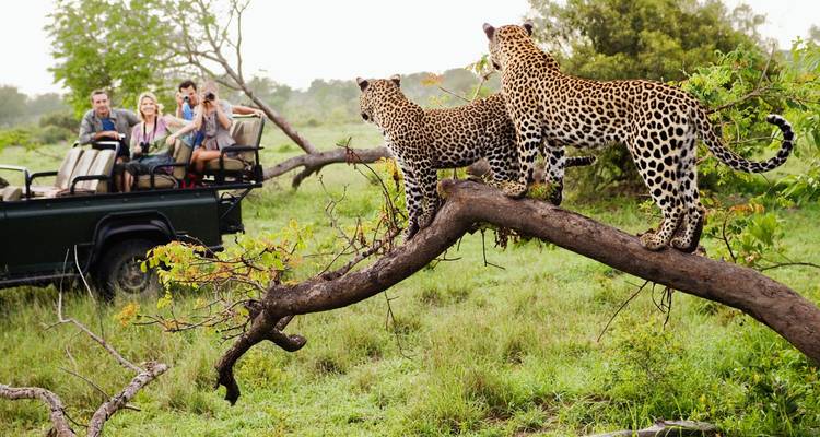 Deux léopards sur un arbre avec des touristes de safari en arrière-plan.