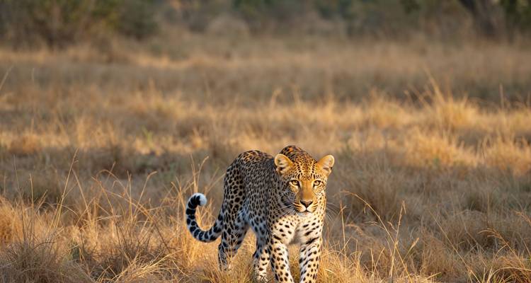 Léopard en chasse dans une prairie.