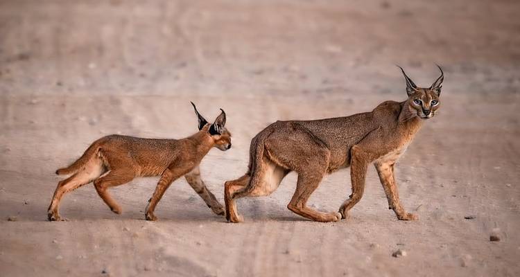 Caracal et son petit marchant sur un sentier de terre.