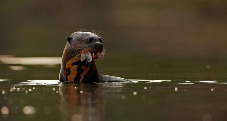 Loutre géante nageant dans un plan d'eau calme.