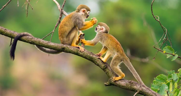 Deux singes qui interagissent sur une branche d'arbre.