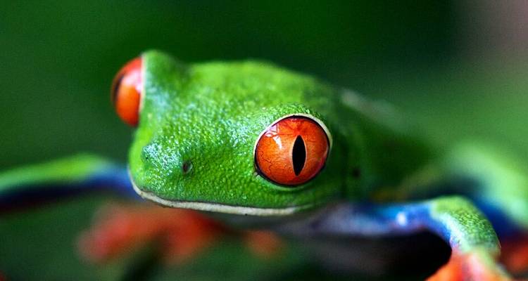 Gros plan d'une grenouille aux couleurs vives, verte avec des yeux rouges.