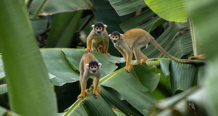 Squirrel monkeys perched on banana leaves in a tropical forest.