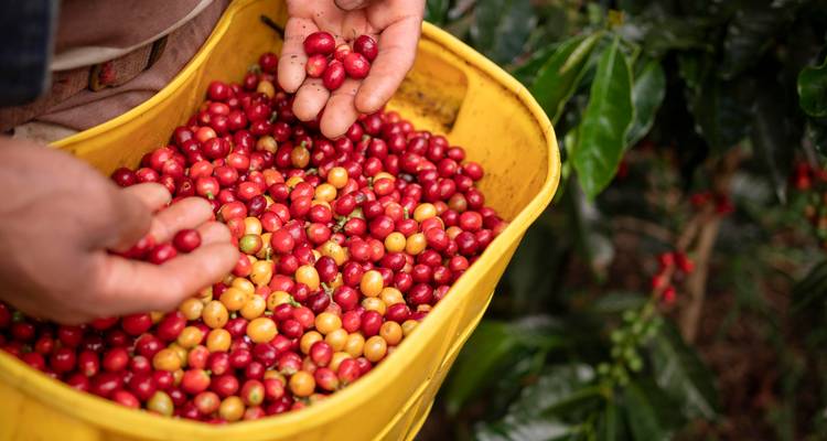 Des mains tenant des cerises de café dans un panier jaune.