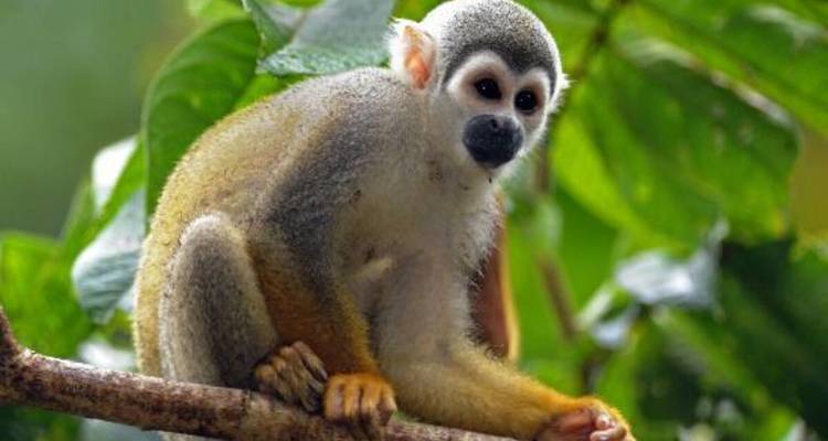 Un petit singe assis sur une branche d'arbre.