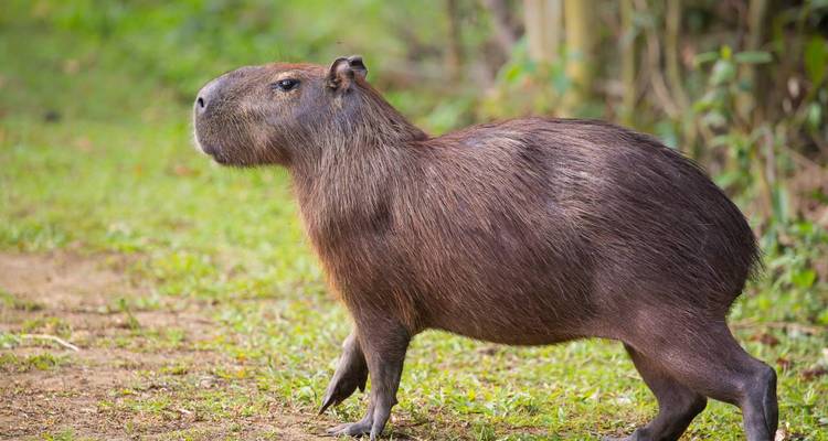 Un capybara marchant sur un sol herbeux.
