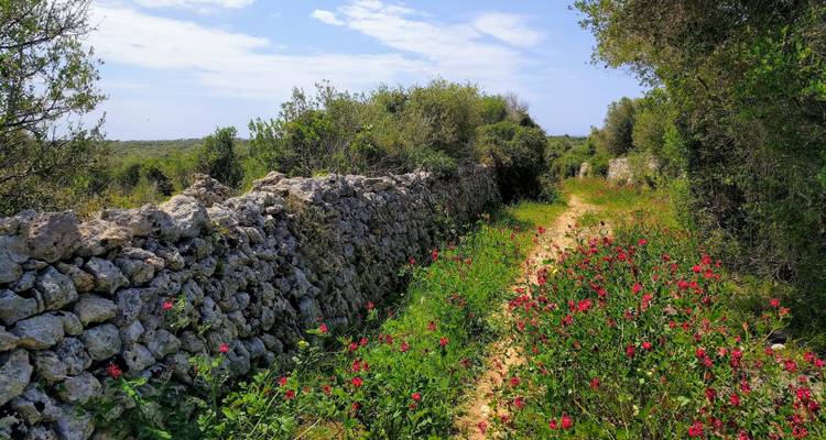 Un sentier à travers un champ avec des fleurs et d'anciens murs de pierre.