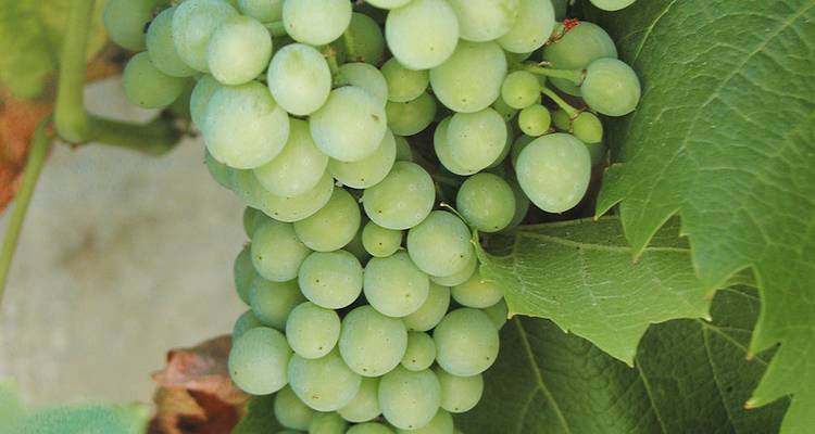 A close-up of green grapes on the vine.