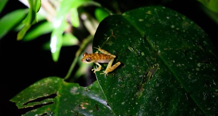 Une petite grenouille assise sur une feuille la nuit.