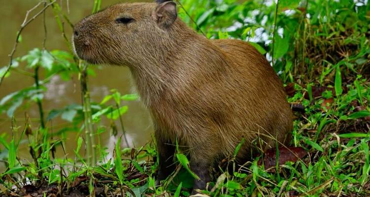 Capybara assis près d'un étang entouré de verdure.