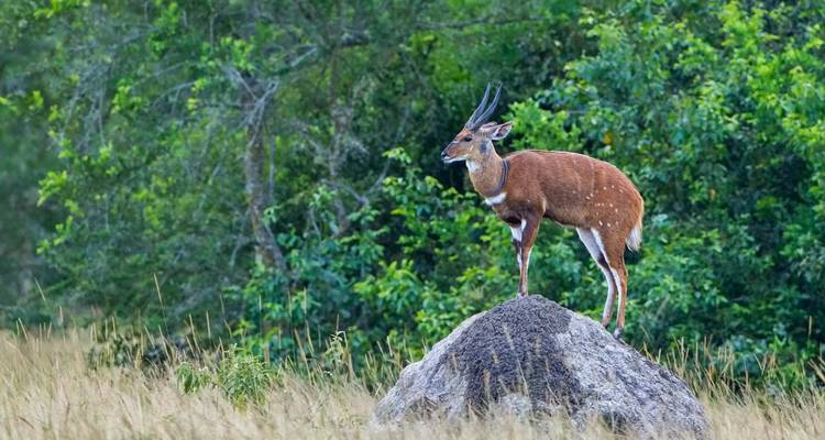 Antílope parado sobre una roca en un paisaje con hierba.