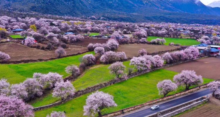 Cherry blossom trees surrounding green fields and a road with mountains in the distance.