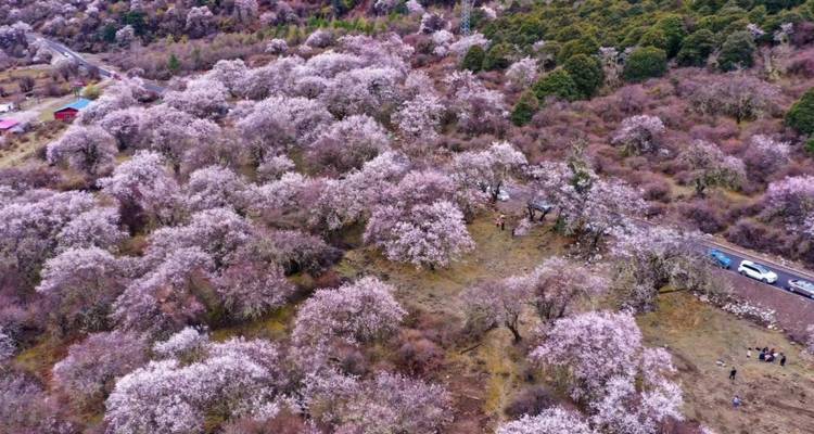 Aerial view of cherry blossom trees densely packed in a hilly area.