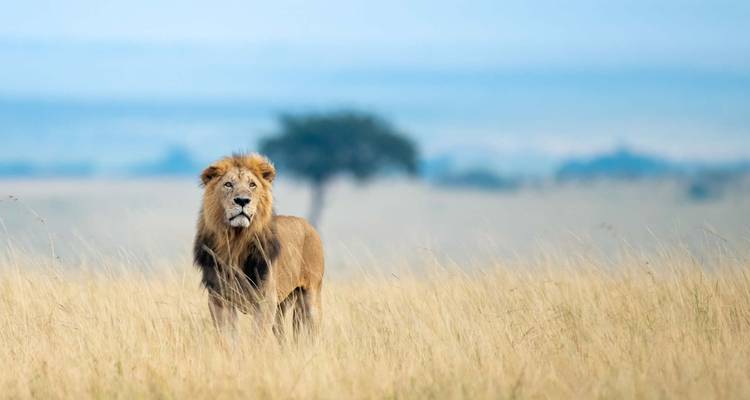 Lion standing in a grassy plain.