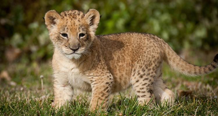 Lion cub standing in the grass.