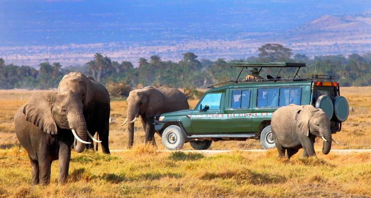 Elephants next to a safari vehicle.