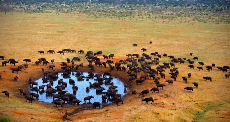 Herd of animals at a watering hole.