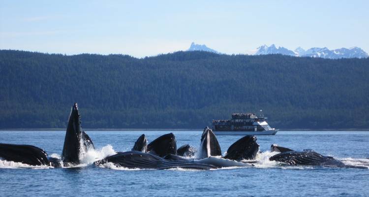 Group of whales feeding near a tour boat with mountains.