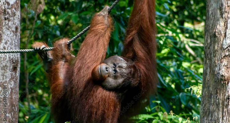 An orangutan swinging in a jungle setting.