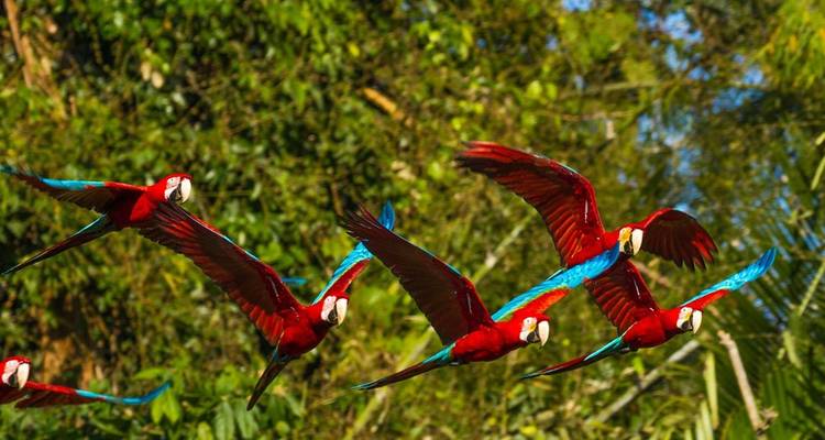 Bright red macaws flying through lush jungle foliage.