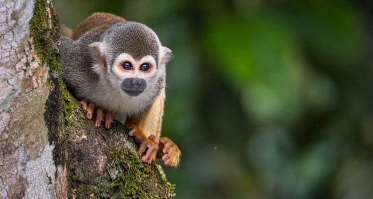 A squirrel monkey perched on a tree trunk.