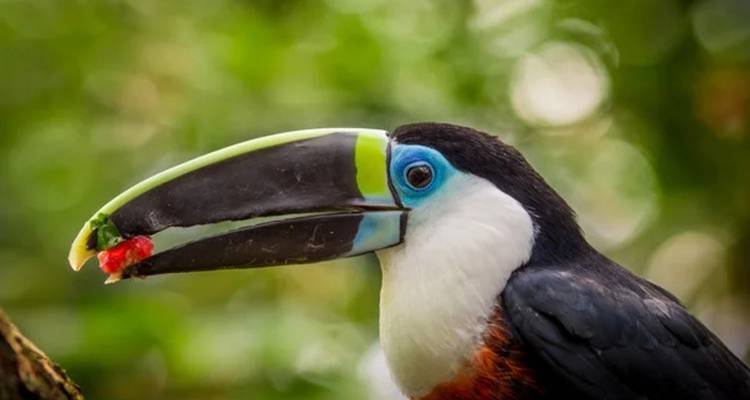 Toucan with colorful beak holding a piece of fruit.