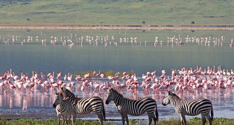 Zèbres et flamants roses près d'un point d'eau.