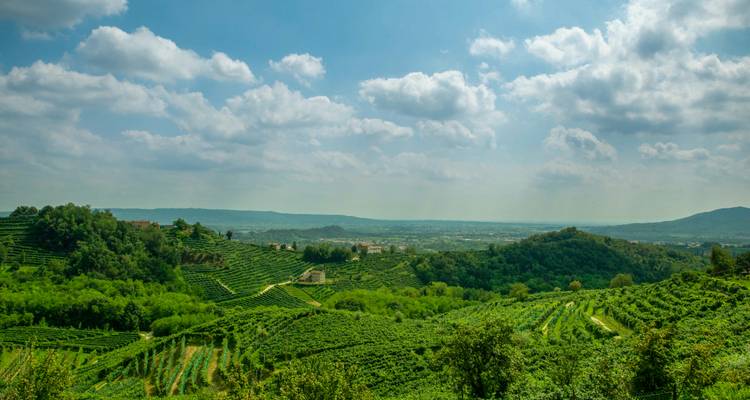 Landschaft aus üppigen, grünen Weinbergen unter einem teilweise bewölkten Himmel.