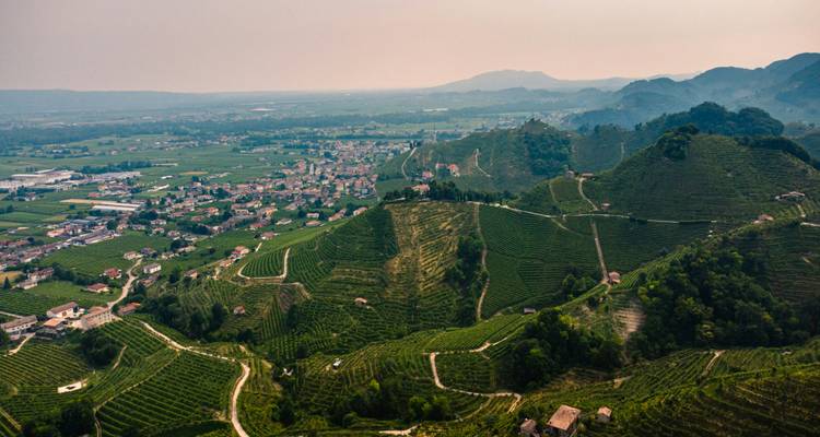 Weite Luftaufnahme von Weinbergen und sanften Hügeln.