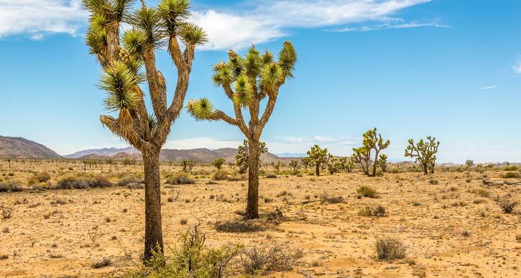 Woestijnlandschap met iconische Joshua Trees.