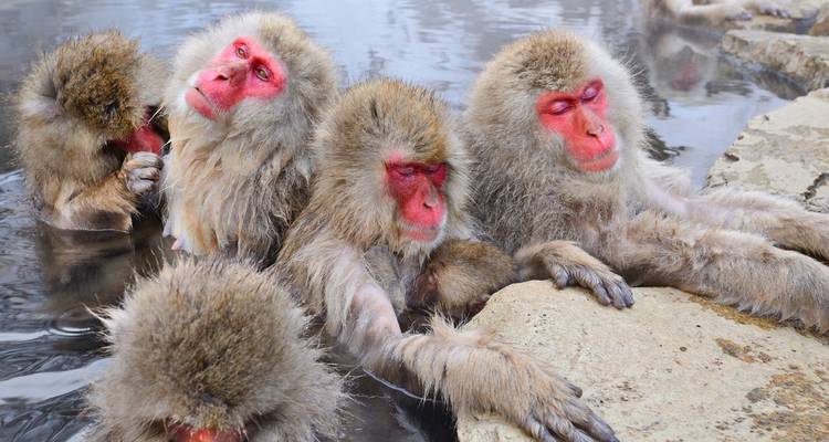 Japanese macaques soaking in a hot spring, appearing relaxed and content.