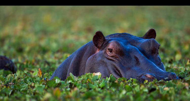 Ein Nilpferd lugt aus üppigen grünen Wasserpflanzen in einem Feuchtgebiet hervor, aufgenommen mit reichen Details.