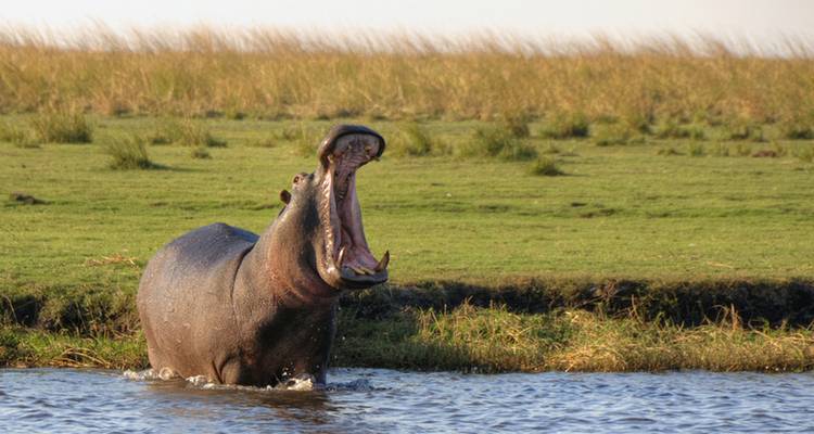 Ein Nilpferd bricht aus dem Wasser hervor mit weit geöffnetem Maul vor einer grasbewachsenen Überschwemmungsebene.