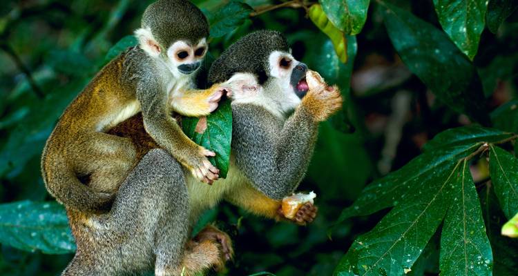 Een jonge doodshoofdaap klampt zich vast aan een volwassene in weelderig Amazon jungle gebladerte