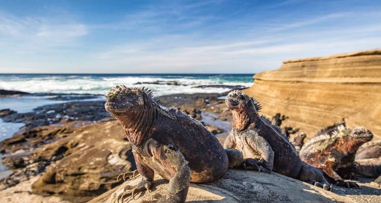 Zeeleguanen zonnen op ruige vulkanische rotsen naast beukkende oceaangolven onder een heldere hemel.