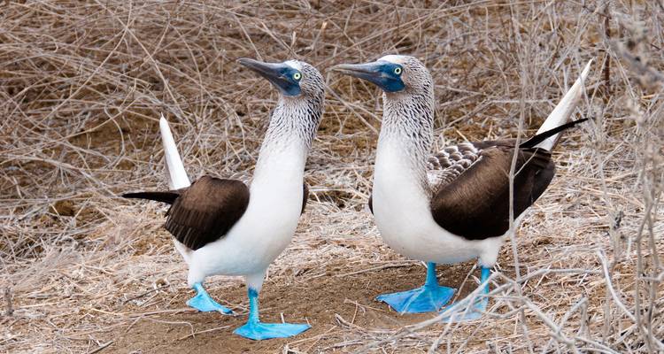 Stel blauwpootgenten staand op droge struikgrond met heldere turquoise poten