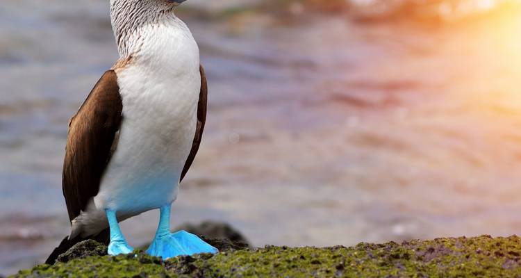 Enkele blauwvoetgent op een bemoste rots met oceaangolven en warme zonnestraaluitbarsting