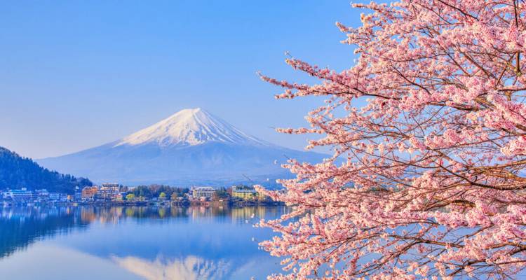 Fleurs de cerisier avec le mont Fuji en arrière-plan.