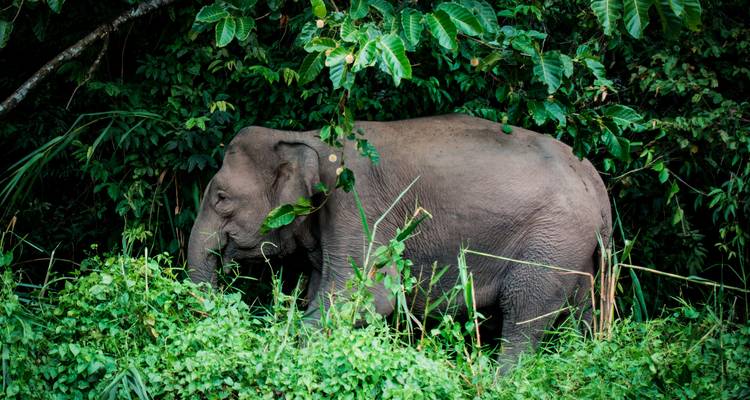 Borneose dwergelfant lopend door weelderig groen junglegebladerte.