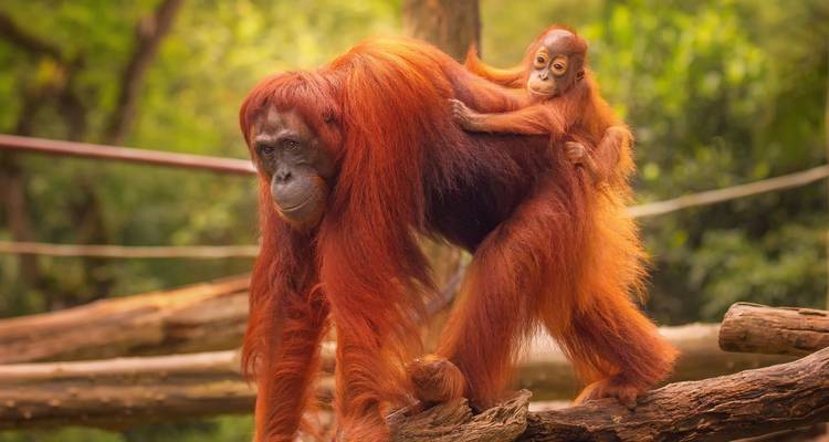 Moeder orang-oetan met baby die zich vastklamt aan haar rug te midden van bosomheining.