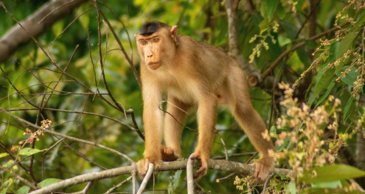 Neusaap zittend op een tak te midden van dicht groen bladerdek.