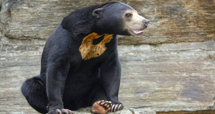 Maleise beer zittend op een rotsrichel tegen een getextureerde stenen achtergrond.
